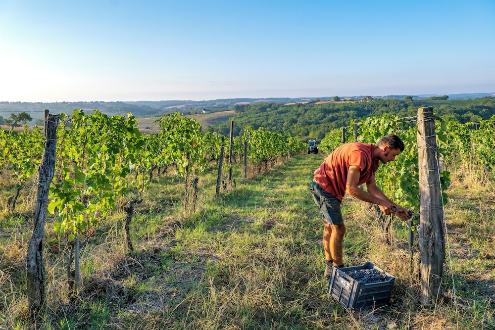 Vineyard