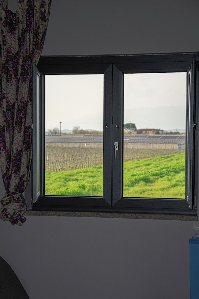 Vineyard view
