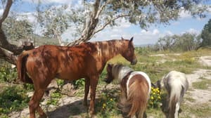 thumbnail: Horseback riding