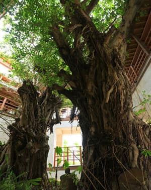 thumbnail: Courtyard