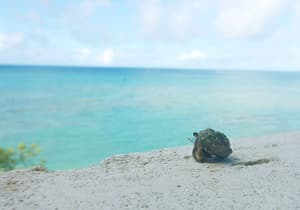 thumbnail: Beach