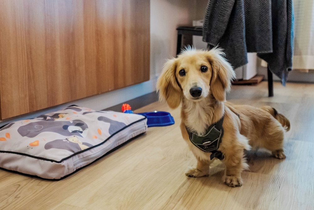 Pet-friendly amenities