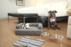 thumbnail: Pet-friendly