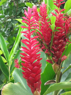 thumbnail: Garden