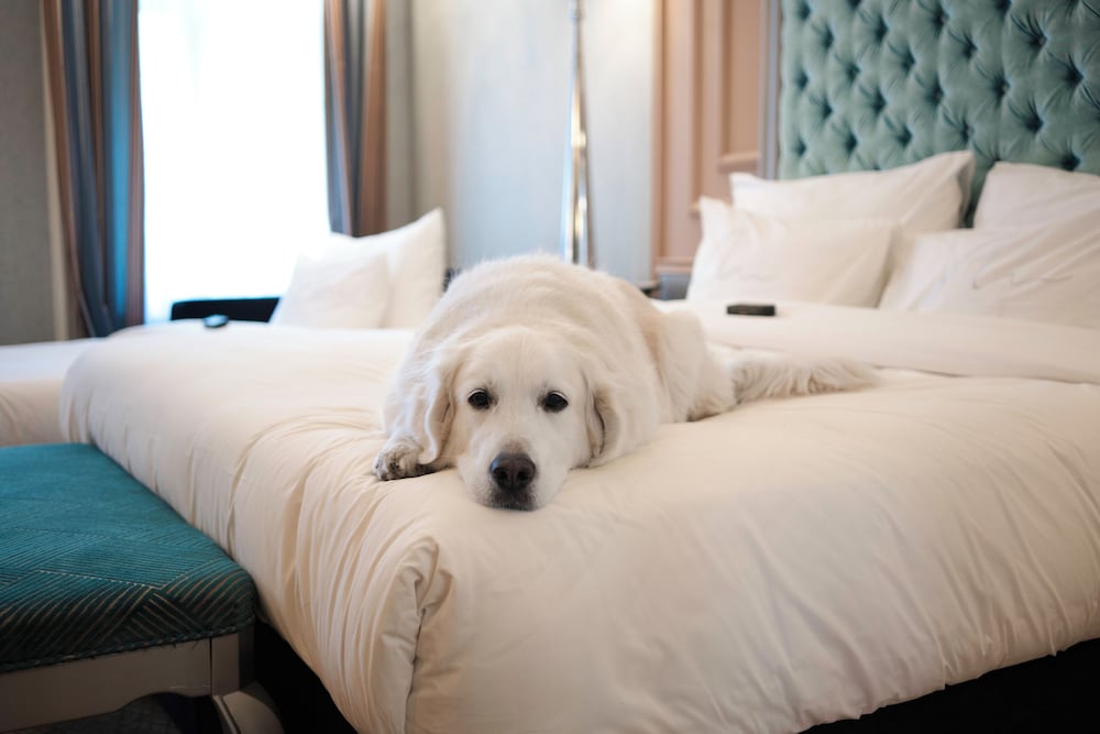 Pet-friendly