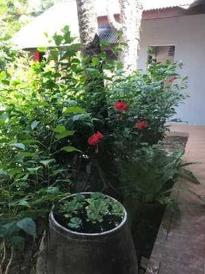 thumbnail: Garden