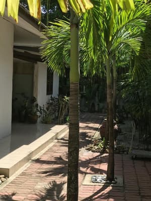 thumbnail: Garden