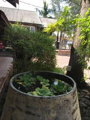 thumbnail: Garden