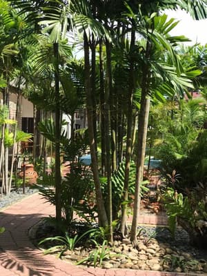 thumbnail: Garden