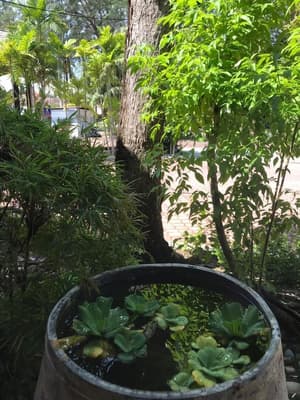 thumbnail: Garden