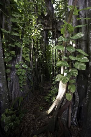 thumbnail: Garden