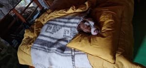 thumbnail: Pet-friendly