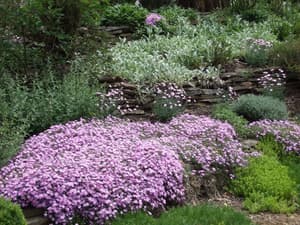 thumbnail: Garden