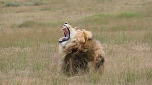thumbnail: Safari