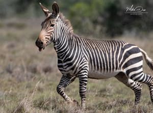 thumbnail: Safari