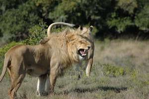thumbnail: Safari