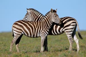 thumbnail: Safari