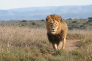 thumbnail: Safari