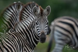 thumbnail: Safari