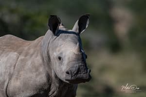thumbnail: Safari