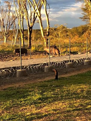 thumbnail: Game viewing