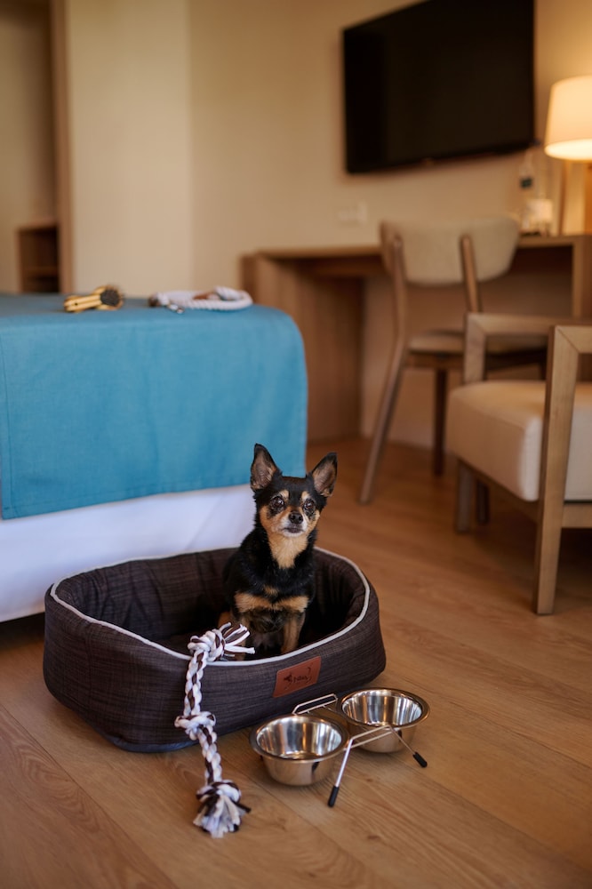 Pet-friendly amenities