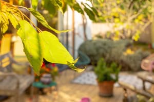 thumbnail: Garden