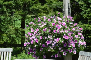 thumbnail: Garden