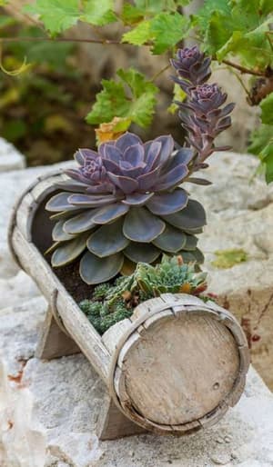 thumbnail: Garden