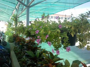 thumbnail: Garden