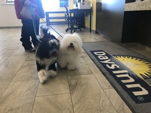 thumbnail: Pet-friendly