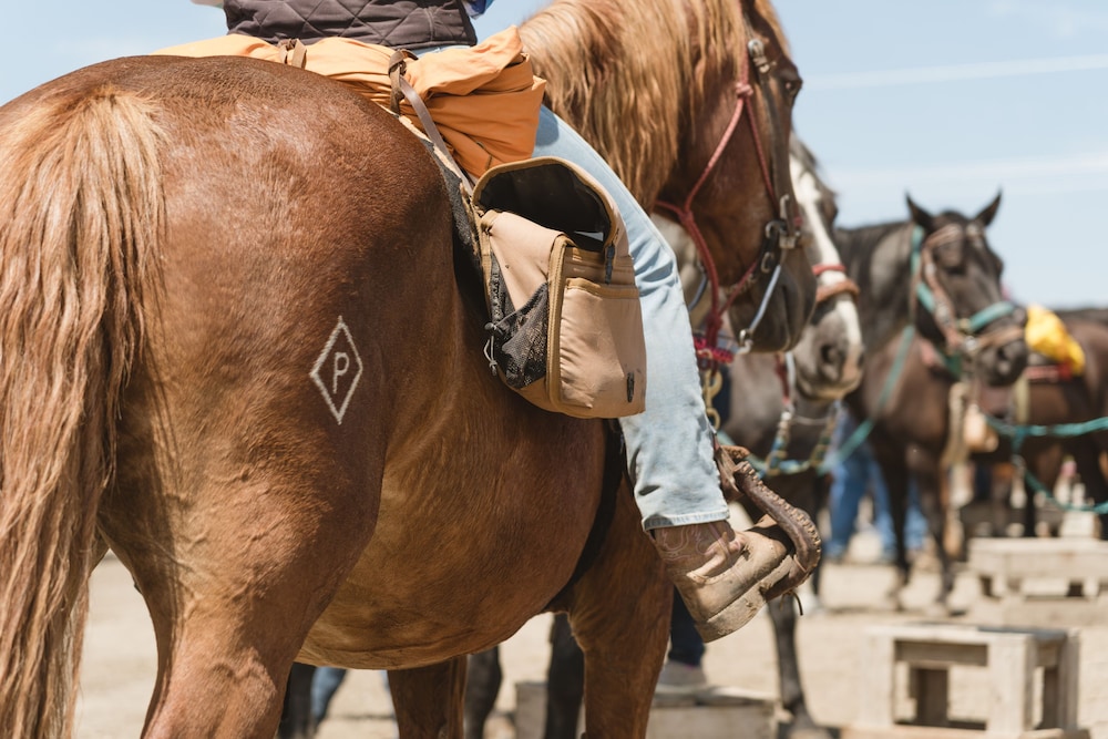 Horseback riding