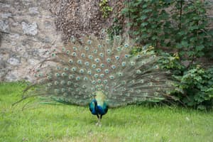 thumbnail: Garden