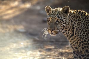 thumbnail: Safari