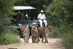 thumbnail: Safari