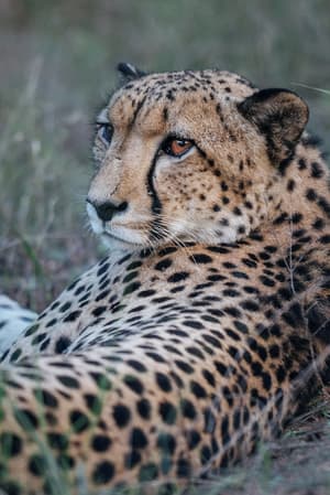 thumbnail: Game drive