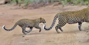 thumbnail: Game drive