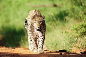 thumbnail: Game drive