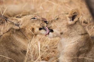 thumbnail: Game viewing