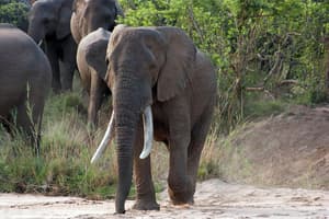 thumbnail: Game viewing