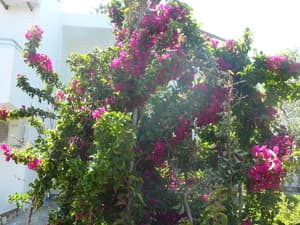 thumbnail: Garden