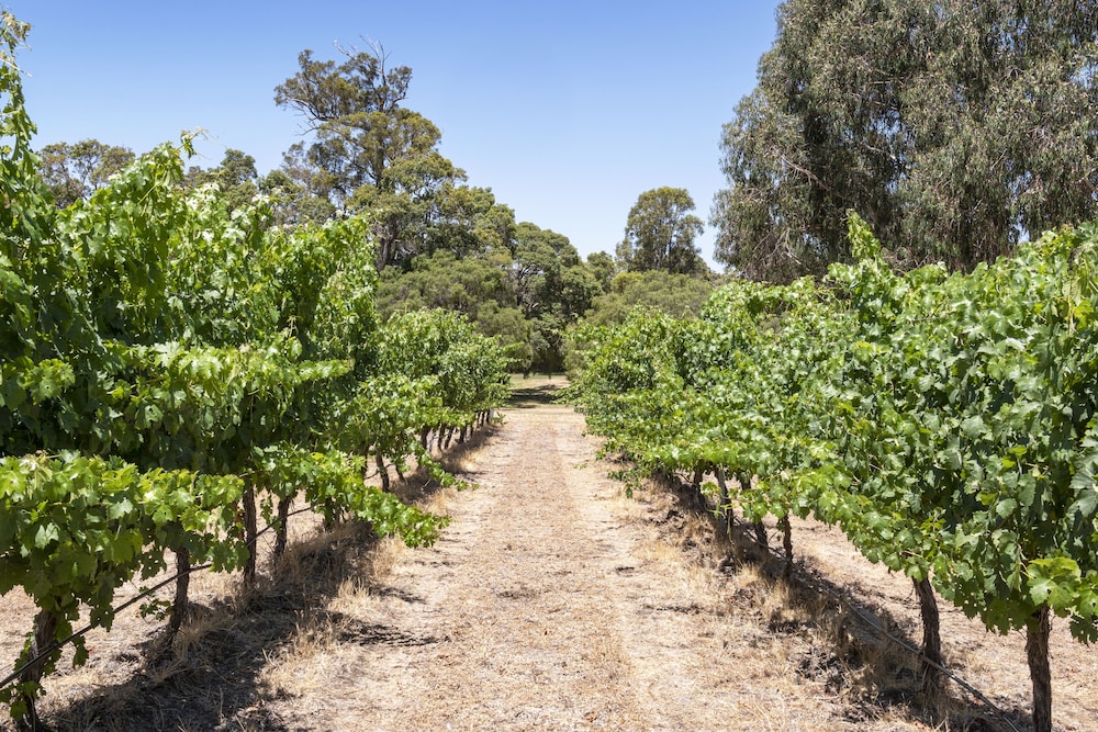 Winery
