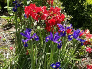 thumbnail: Garden
