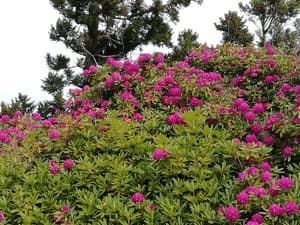 thumbnail: Garden