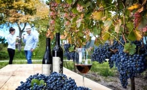 thumbnail: Vineyard