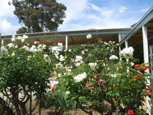 thumbnail: Garden