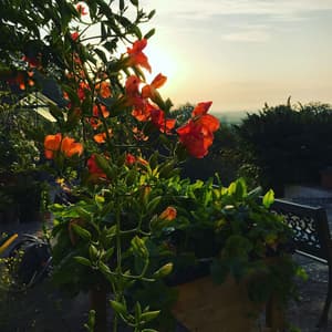 thumbnail: Garden