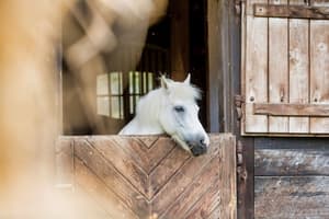 thumbnail: Horseback riding