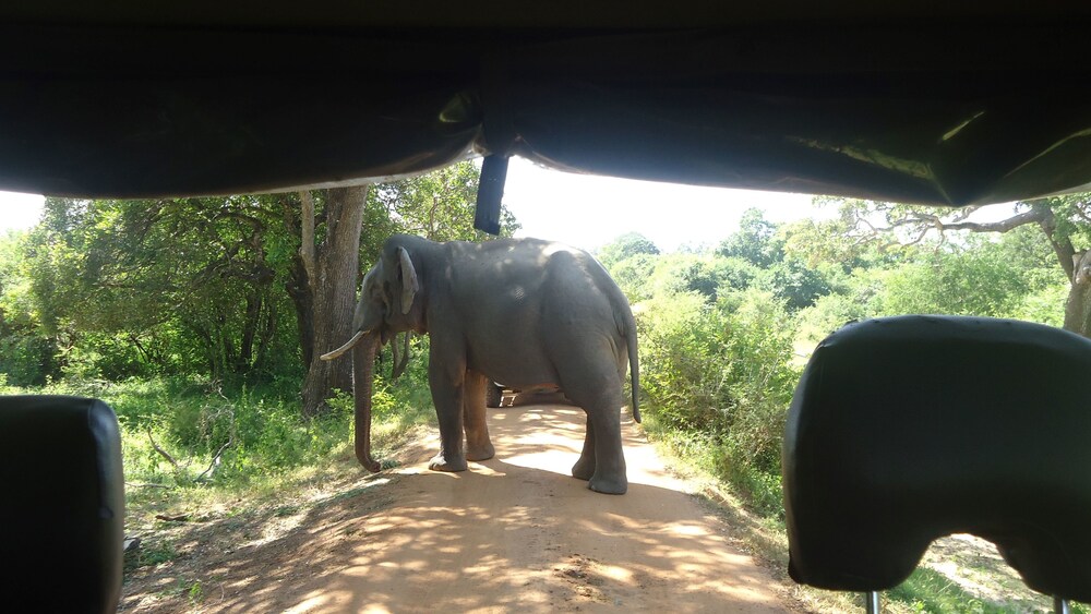 Safari