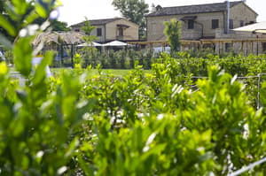 thumbnail: Garden